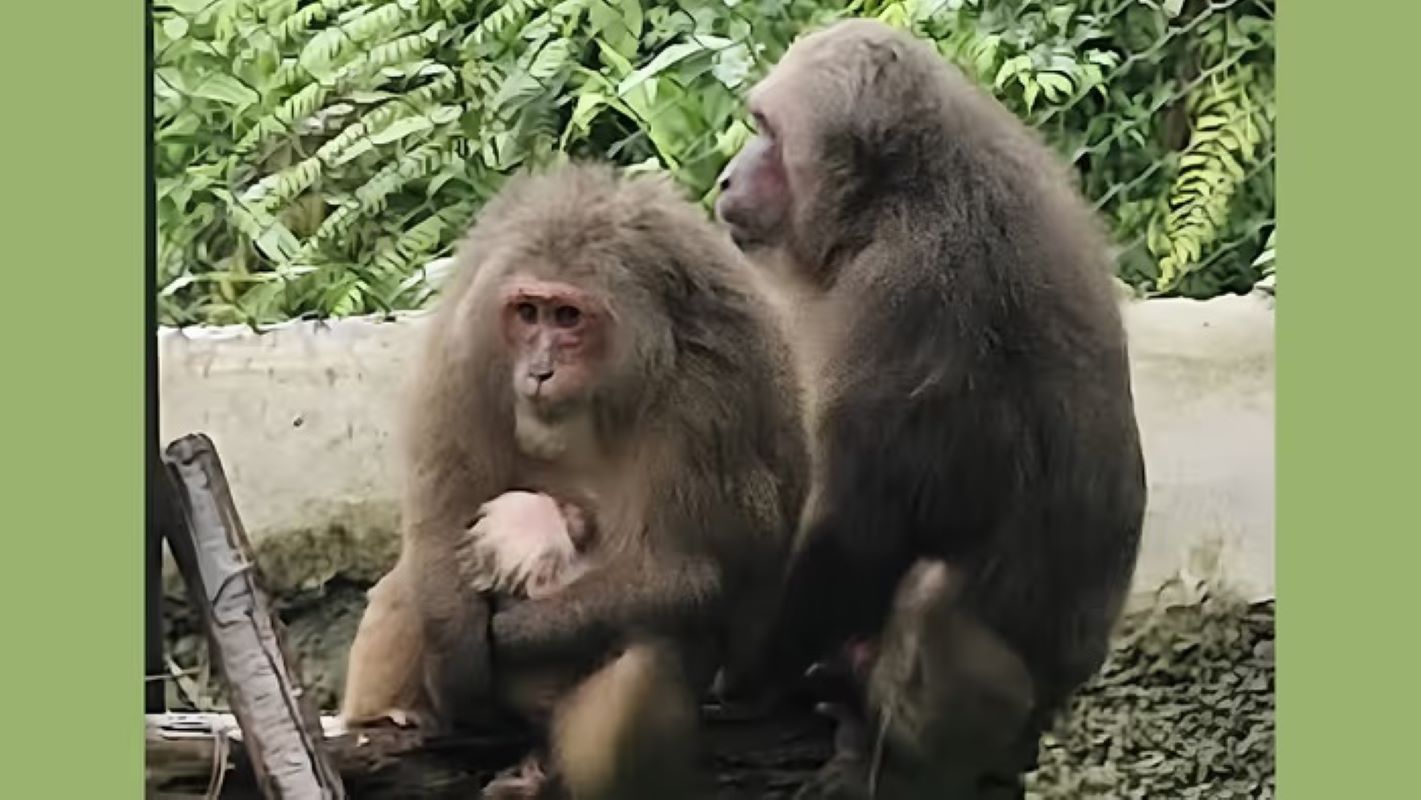Meghalaya State Zoo recorded its first successful birth of a Stump-tailed Macaque